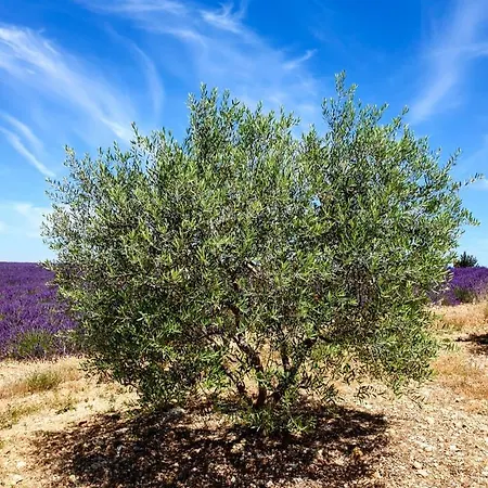 Appartement élégant&moderne - Entre Lavande Et Gorges Du Verdon Gréoux-les-Bains