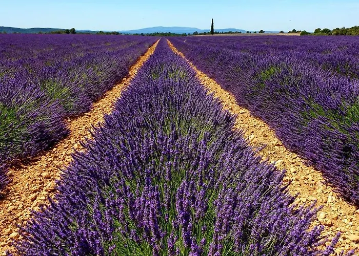 Elegant & Moderne - Entre Lavande Et Gorges Du Verdon Апартаменты *